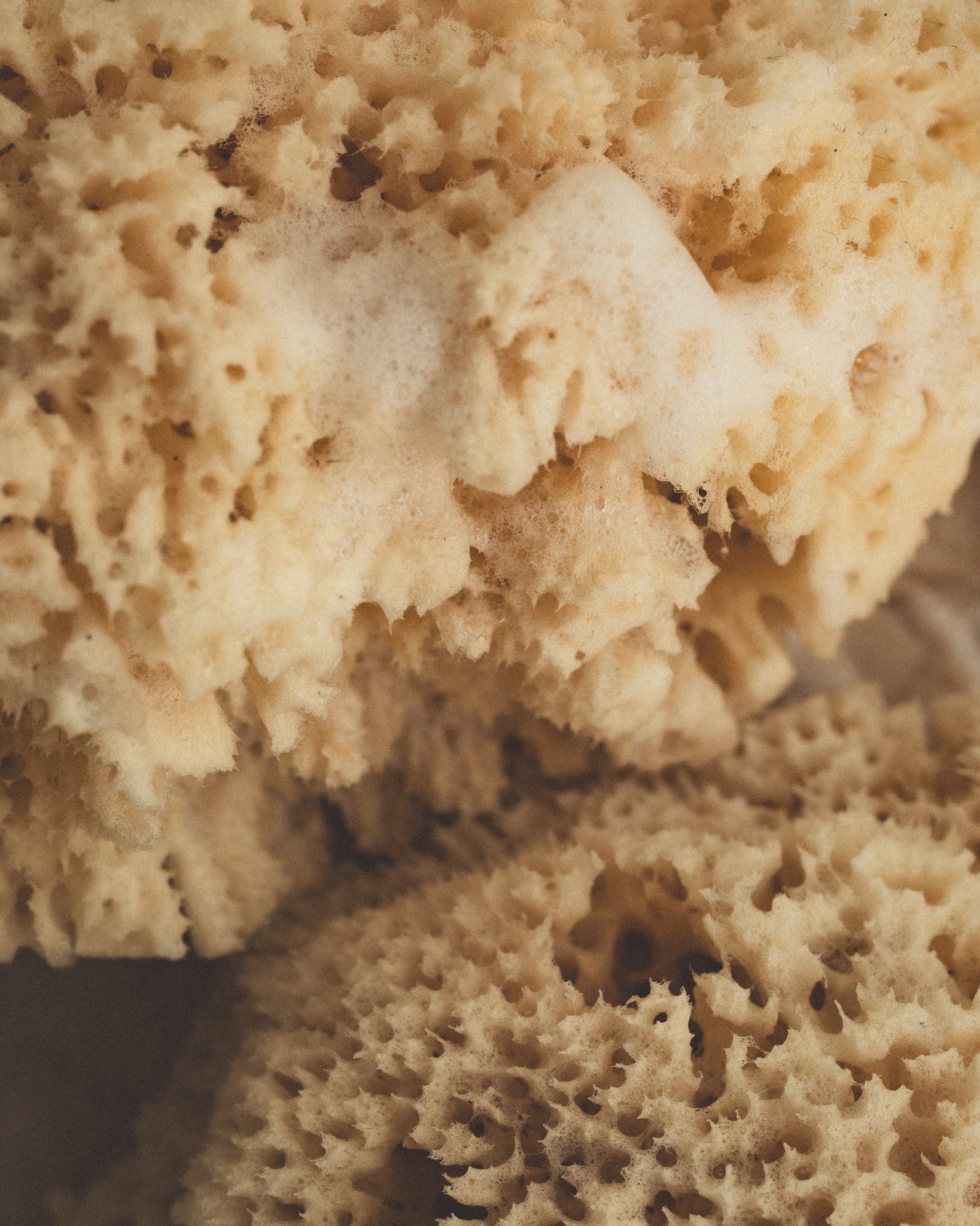 Sea sponge